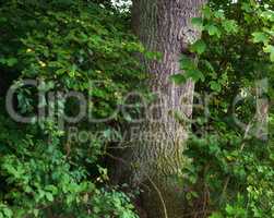 Scenic forest of fresh green deciduous trees with the sun casting its rays of light through the foliage. The forest has birch trees on both sides with lots of green leaves, and branches.