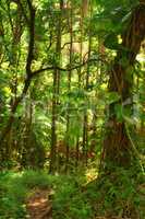 Trees of the green lush rainforest in Hawaii, USA. Footpath through a jungle forest as the sun peeks through trees in the summertime. Rays light into organic forest. Nature wood in the countryside