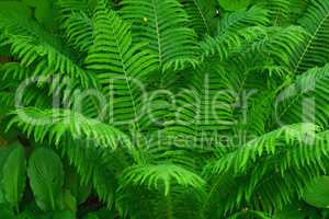 Bright green fern leaf thriving in a garden. Group of fern plants growing in lush vibrant tropical environment Fresh floral tree with vine-like textures for outdoor shade or earthy, nature decoration