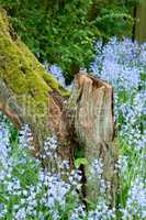 Moss covered wooden tree stump with blossoming bush of vibrant bluebell flowers in background. Serene, peaceful private home backyard with blue scilla siberica plants growing in empty tranquil garden