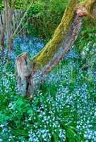 Top view of bluebell flowers in lush forest in summer. Blue plants growing in botanical garden in spring from above. Beautiful flowering plants budding in green backyard. Flora flourishing in nature