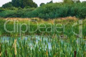 Landscape of overgrown lake with reeds near a lush forest of greenery. Calm lagoon or swamp with wild grass and cattails in Denmark. Peaceful and secluded marsh land. Scenic wild nature background