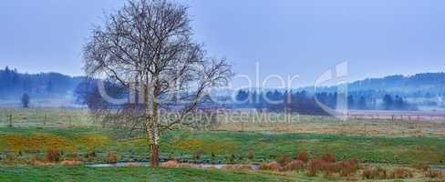 Copyspace of scenic landscape with a bare oak tree on farmland with the forest in the background. View of misty field in the countryside in spring. Single leafless tree and grassland against blue sky