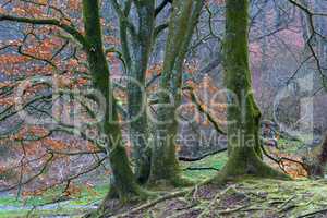 Trees with moss in a beautiful and magical forest. Trunk with roots protruding from the ground in woodland in Europe. Beautiful nature of the forest in autumn with bare branches and brown leaves
