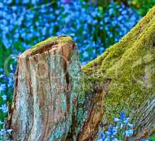 Mossy stump in a field of blue flowers. Moss covered decaying tree surrounded by vibrant wild bluebells in spring. Closeup view of colorful, stunning nature scene in a botanical garden or arboretum.
