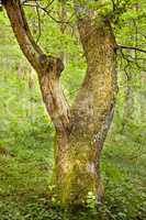 Trunk of an oak tree in green woods. Ancient acorn tree growing in a forest wilderness. One old tree with mossy bark and stump in uninhabited nature scene. Magical landscape to explore on adventure