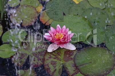 A beautiful water lily flower that hovers over the water