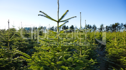 christmas tree plantation