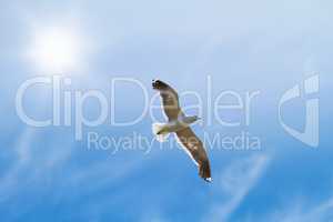 Low angle view of flying seagull isolated against blue sky background, a sun, copy space. White bird soaring alone searching for nesting grounds. Birdwatching migratory avian wildlife looking of food