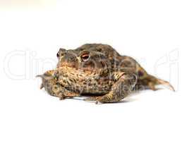 Common true toad with brown body and black dot markings on dry rough skin isolated on a white background with copy space. One frog ready to hop around and croak. Amphibian from the bufonidae species