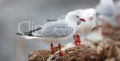 a flock of seagulls standing on a rock at the beach or ocean in their habitat or environment on a summer day. A line of beautiful bright white and grey birds outdoors in nature