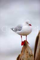 One seagull sitting on a pier against a blurred grey background outside. Cute clean marine bird on a wooden beam at the beach with copy space. Wildlife in its nature habitat by the ocean in summer