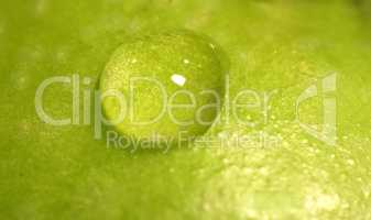 Macro photo of water drop on an apple. A single water drop on a green apple. Close up of water drop. Close Macro photo shoot of water drop on an apple. Reflection of light on the water drop.