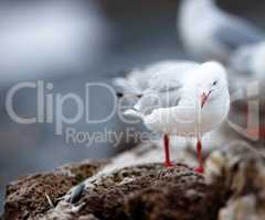 Closeup of a cute seagull standing on a rock or natural wall at the beach in its natural habitat or environment. An adorable white bird or animal at the sea on a grey and cold day with copy space