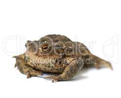 Portrait of a common European toad isolated on white studio background. One brown frog with bumpy black spots. A wet amphibian species with rough textured leathery skin and short legs