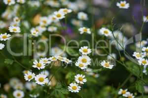 Daisy flowers growing in a green grassy meadow from above. Top view of marguerite flowering plants on a field in spring. Many white flowers blooming in a garden in summer. Flora flourishing in nature