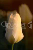 Closeup of white Tulips against a soft sunset light on a summers day with copyspace. Zoom in on seasonal flowers growing in a field or garden. Details, texture and natures pattern of a flowerhead