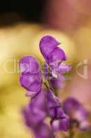 Monkshood flowers blooming on a branch of a tree in a botanical garden. Closeup of a pretty summer flower growing in nature. Petals of flowerhead blossoming on a floral plant in a backyard or park