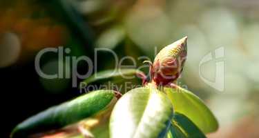 Closeup of a flower bud in a park in spring outside. Rhododendron flower blossom about to open growing in a bush against a blurred green background in a botanical garden. New seasonal growth