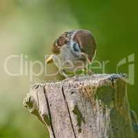 Closeup of a brown garden sparrow bird eating seeds. Small birdie sitting on a tree trunk in a garden or forest outdoors with copy space. Birdwatching to study wildlife in their natural environment