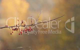 Closeup of a Chinese Crab apple tree in a garden with blurry background and copyspace. Zoom in on red berries, fruit growing on a branch in nature. Autumn plant with copy space, in a forest or a park