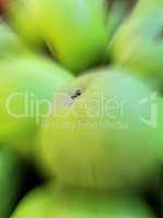 Motion and lens blur of bright green apples. Closeup of a bunch of vibrant, fresh and juicy fruit harvested from an orchard. Ripe, healthy and nutritious produce grown organically and sustainably