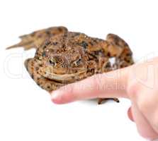 Common true toad with brown body and black dot markings on dry rough skin with a person pointing a finger on a white background. Frog of the bufonidae species ready to hop around and croak.