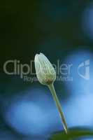 Single flower bud isolated on blue background with bokeh for stunning nature scene. One closed clematis bloom against dark navy copyspace in spring with contrast. Delicate soft plant growing outside