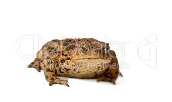 Common true toad or frog with brown body and black dot markings on dry rough skin isolated on a white background with copyspace. Amphibian from the bufonidae species ready to hop around and croak