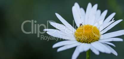 One daisy flower growing in a field in summer. Bee collecting pollen or nectar from a Marguerite plant. Top view of a white flower blossoming in a garden. Pretty flora flourishing in nature
