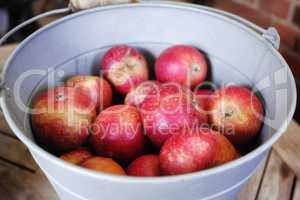 Closeup of juicy, delicious and organic fruit picked when ripe and in season. Produce cultivated on a sustainable orchard or plantation to sell at a farmers market. Fresh red apples in a metal bucket