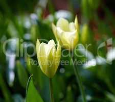 Closeup of yellow Tulips in a garden or park at sunset on a summers day with copyspace. Zoom in on seasonal flowers growing in a wild nature. Details, texture and natures pattern of a flowerhead