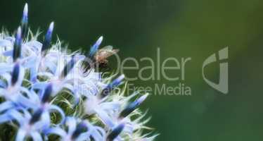 Closeup of a delia antiqua fly feeding of blue globe thistle flower in private or secluded home garden. Textured detail of blossoming echinops, bokeh copy space background and insect or pest control