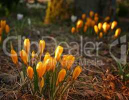 Low growing crocus, stems grow underground, orange flowers symbolizing rebirth, change, joy and romantic devotion. Beautiful wild orange flowers growing in the forest or woods