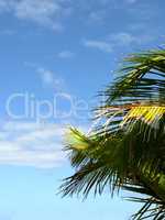 Palm tree against a blue sky with light clouds and copyspace. Below of a coconut tree with leaves shining under the sun in cool breeze on a tropical exotic island, holiday vacation or overseas resort