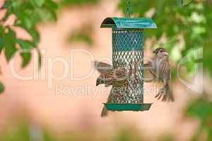 Closeup of group of sparrows eating seeds from bird feeder in garden at home. Zoomed in on three birds picking food and snacks from a metal container hanging from a tree in the backyard