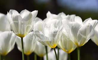 Tulips in bloom on a warm summers day. Seasonal growth encourages change and symbolises opportunity, endurance and success. Seasonal flowers symbolising romance, love, beauty and courage