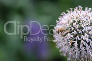 Closeup of a honey bee sitting on a wild globe thistle flower in a private and secluded home garden. Textured detail of a blossoming echinops with bokeh copy space background and insect pollination