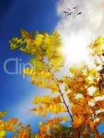 Acacia tree leaves in autumn, blue sky with clouds, birds and copy space. Scenic canopy trees in remote meadow or countryside in Africa. Sunrays shining through lush branches from below