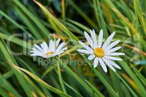 Closeup of two daisy flowers growing in a grassy meadow. Marguerite perennial plants flourishing in spring. Beautiful white and yellow flower heads with delicate petals blooming in a garden in summer