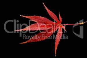 Above shot of red Canadian maple leaf in autumn isolated on black background in studio. Promise of balance, love, longevity and abundance. Representing success, generosity, offering and practicality