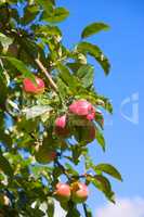 Group of red apples on an orchard tree on a blue sky background. Organic fruit growing on a cultivated or sustainable farm or garden. Delicious, healthy produce flourishing during harvesting season