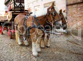 A slice of countryside life. Old City in Aarhus Denmark. Two horses standing ready to pull a stage-coach.