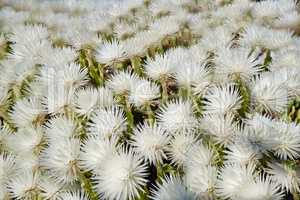 Indigenous Fynbos plant found in Table Mountain National Park, Cape Town, South Africa. Many fine bush plants growing and blossoming on a field or a veld. White flower heads blossoming in spring