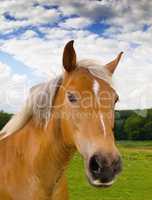 Portrait of a beautiful brown horse on a farm against a cloudy blue sky. Face closeup of chestnut stallion with blonde mane on green pasture on an agricultural field. Horse standing on grazing land