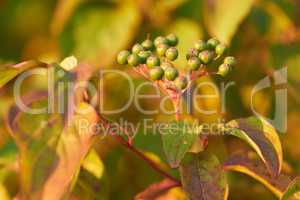 Closeup of raw elderberry capers plant growing on green stem or branch in a home garden or backyard with bokeh background. Texture detail of bunch of ripening fruit in nature