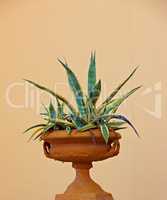 A potted indoor cactus isolated on studio background. Agave plant in ceramic pot. Large plant holder as vintage home decor. Ornamental indoor plant with prickly succulent leaves in an antique design