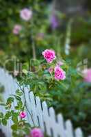 Rose bush with pink flowers from above, growing in a garden beside a white picket fence on a blurred copy space background. Delicate bright blooms on a thorny plant in a rural backyard in the country