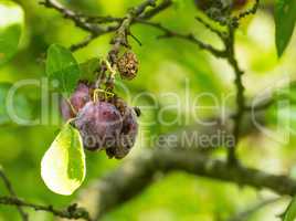 Fruit wasps eating a plum hanging on a branch in a green orchard against a blurred background with copy space in nature. A group of insects sitting on a ripe juicy plant stem on a farm in spring.