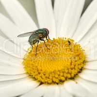 Closeup of a fly sitting on a daisy flower in a backyard garden in summer. Zoom of daisies flourishing in a field or meadow during spring. Flowering plants growing and blooming in a park in nature